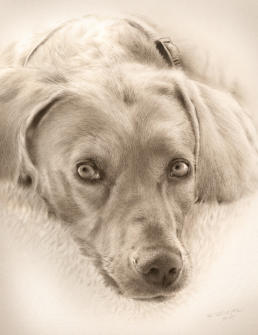 Ein Hunde-Porträt in Dry Brush-Technik auf Bütten-Aquarellkarton